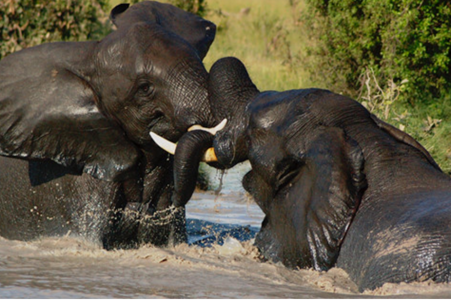 Elephants playing in the water to cool themselves down - http://www.walkingsticksafaris.com