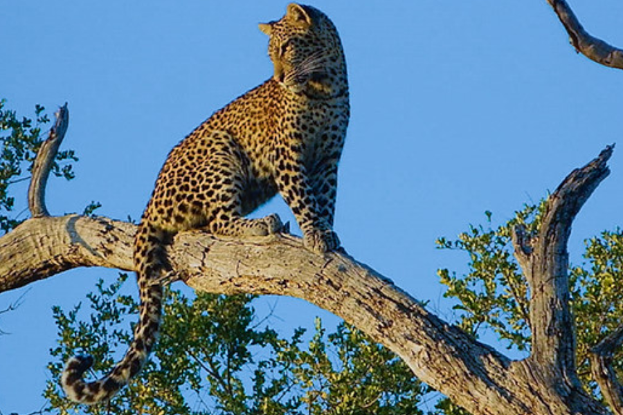 Safari favourites - leopards, one of the Big 5. They love climbing trees. - http://www.walkingsticksafaris.com