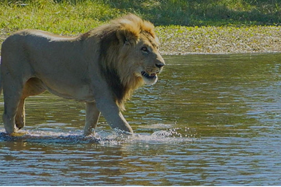 Lions in Moremi Game Reserve in Botswana have adapted to the flooding of their home ranges and use the water to their advantage. - http://www.walkingsticksafaris.com/pics.html