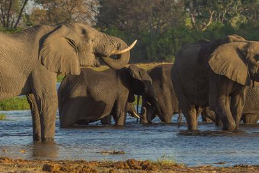 Elephants quenching their thirst at a hippo pool in Moremi Game Reserve. - http://www.walkingsticksafaris.com