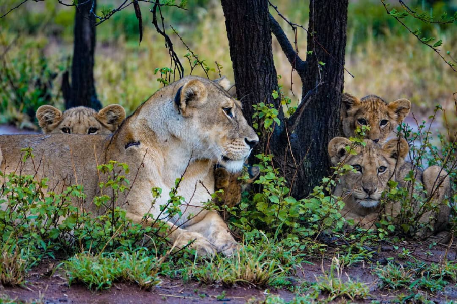 Lions On a Shade: Unforgettable Tanzania Safari with Gladiola Adventure Ltd - Gladiola Adventure Limited