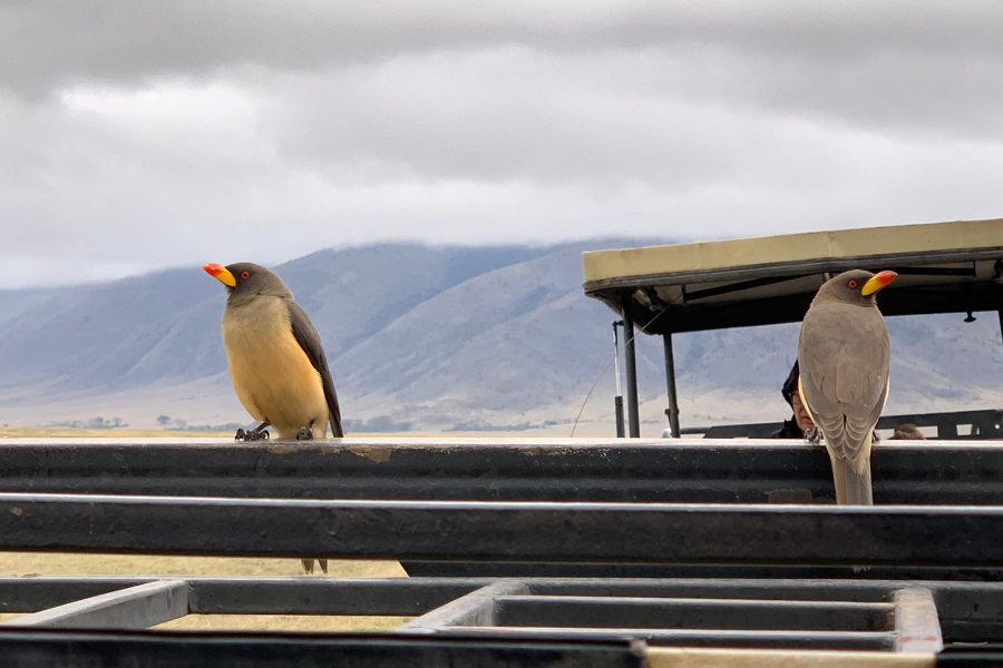 A wild hitchhiker! ???????? This curious bird found the best safari seat on our Land Cruiser in the heart of Ngorongoro Crater - Gladiola Adventure Limited