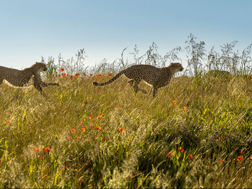 Course des guépards - Bioparc - S. Gaudard