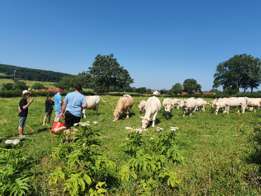 visiter une ferme et déguster la bonne viande charolaise - Frédéric PAPERIN
