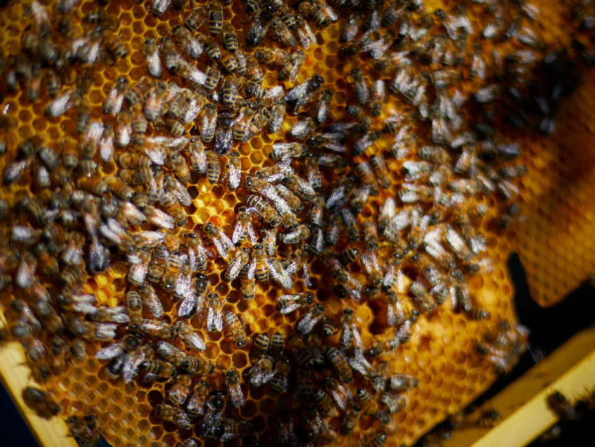La ruche - Steeve Josch