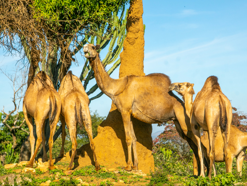 Meet Camels on the trail - Eric Mukalazi