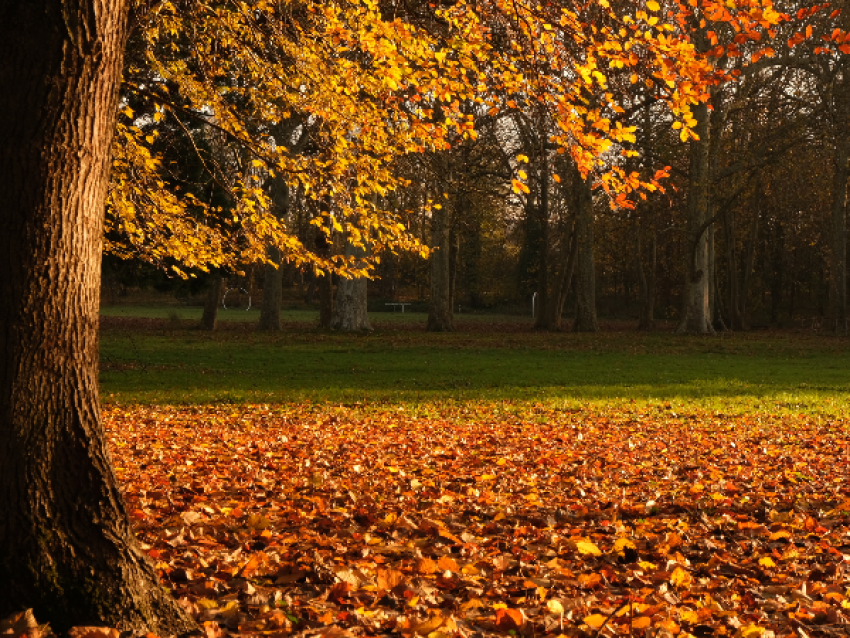 Sortie nature L’automne des feuilles