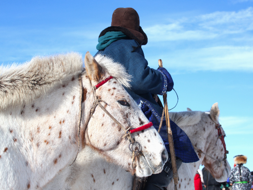 Festival des chevaux - DLD Mongolie