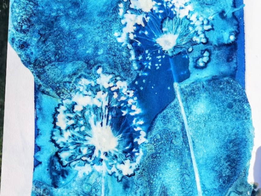 Cyanotype 1 - Amalgamecreation