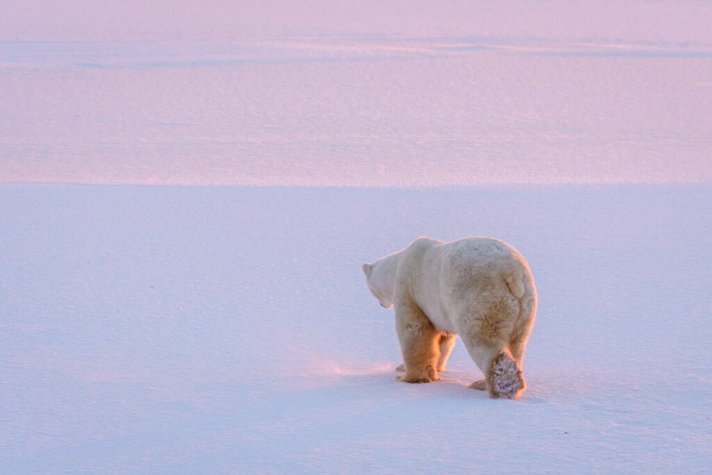 Ours polaire - Hudson bay