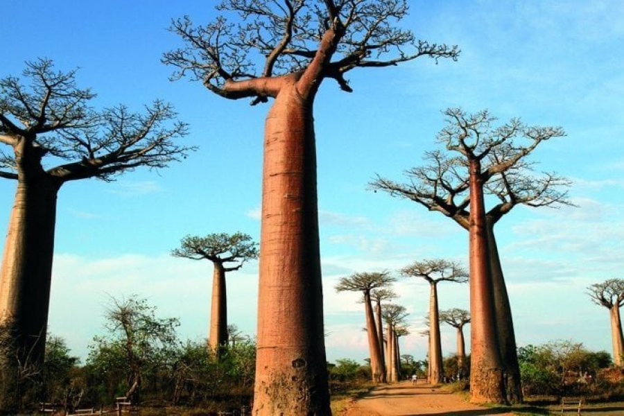 10 raisons de découvrir Madagascar