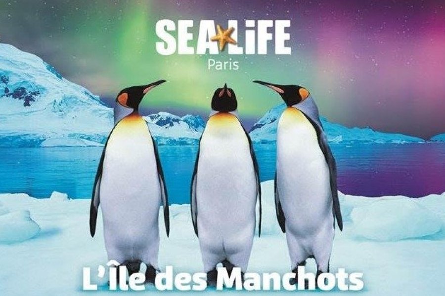 5 manchots royaux débarquent au Sea Life Paris Val d'Europe