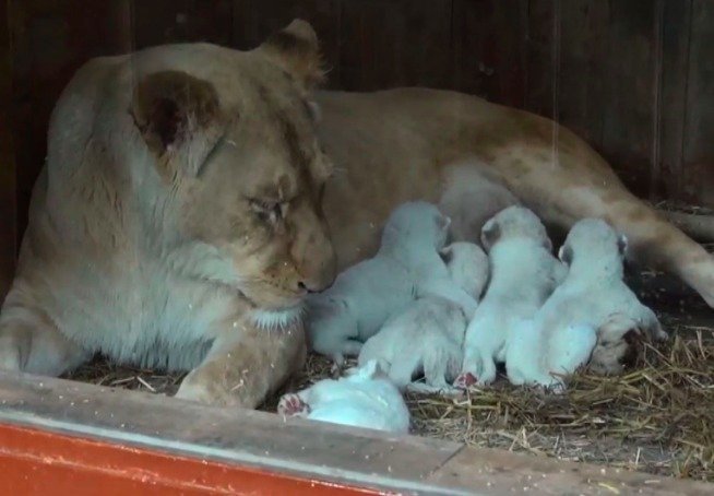 Fivefold Birth Of White Lions At The Amneville Zoo In Moselle Amneville