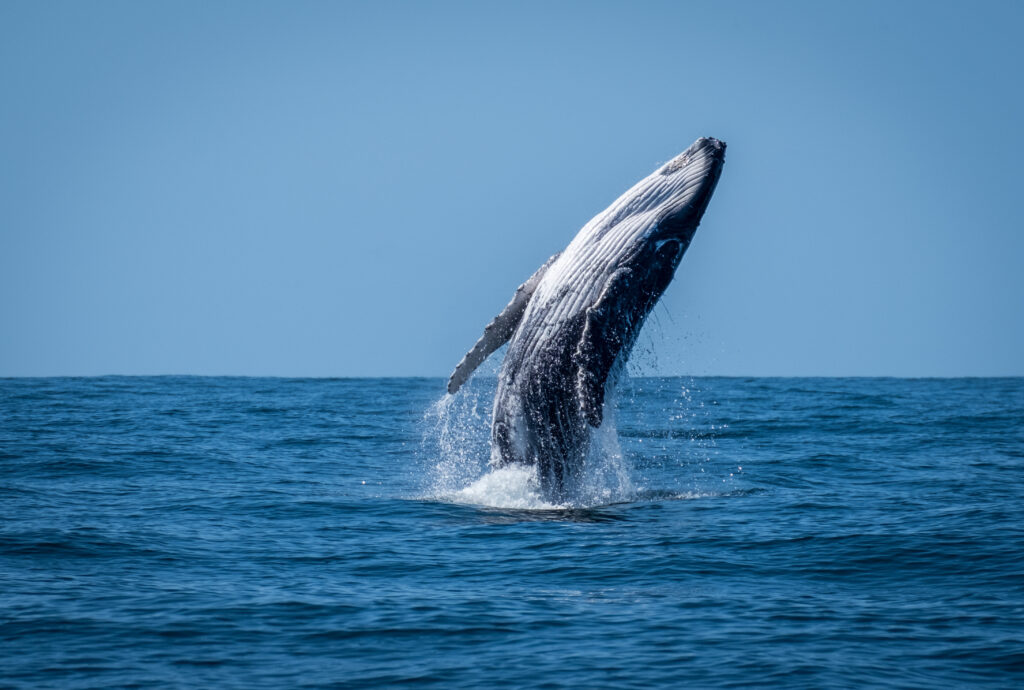 Que faire dans le Massachusetts ? S'émerveiller face aux baleines