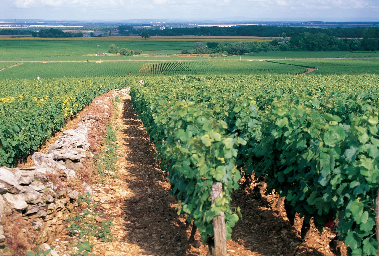 Sur la route des vins de Bourgogne