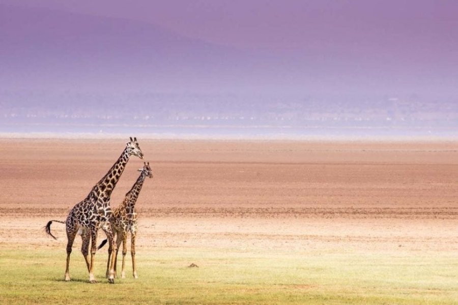 Que faire, que voir en Tanzanie ? Les 20 plus beaux endroits à visiter