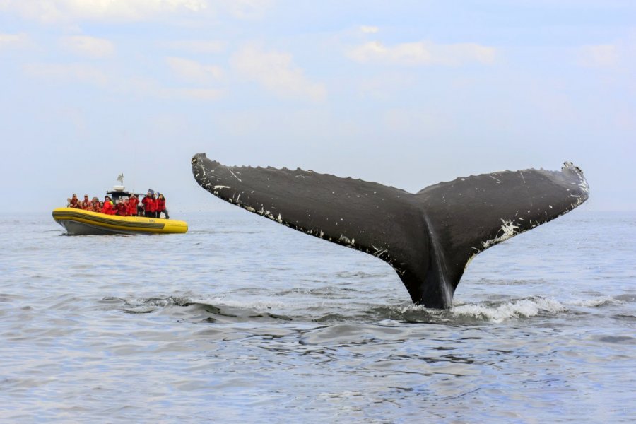 Au Québec, sur la route des baleines