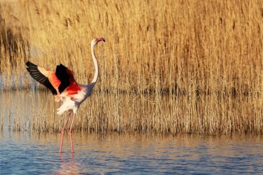 L'étang de Vaccarès, Camargue