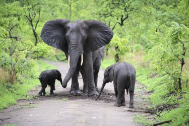 Malawi, safari et culture au coeur de l'Afrique