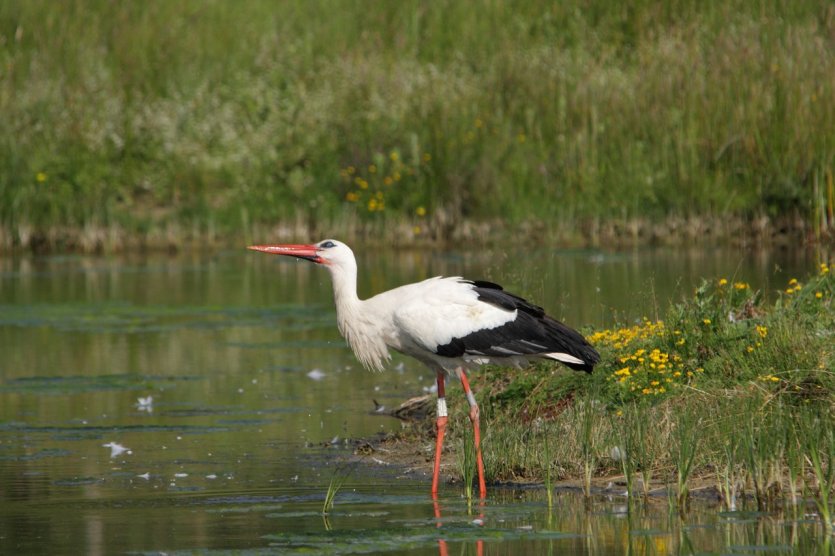 The Must See Attractions Of The Bay Of The Somme Somme