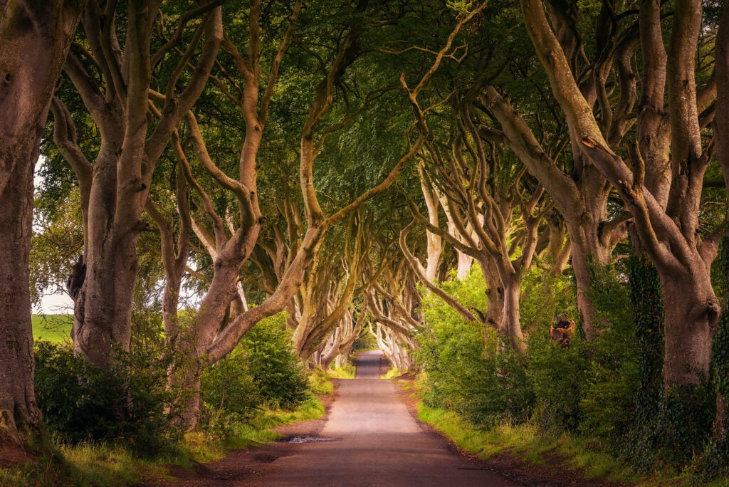 Dark Hedges : itinéraire en Irlande du Nord sur les traces de Game of Thrones