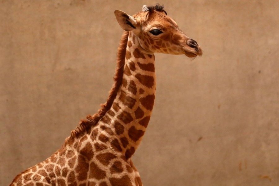 Première naissance d'un girafon au parc zoologique de Champrépus dans la Manche