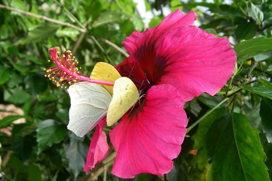 Fleur et papillon Pieridées sur hibiscus