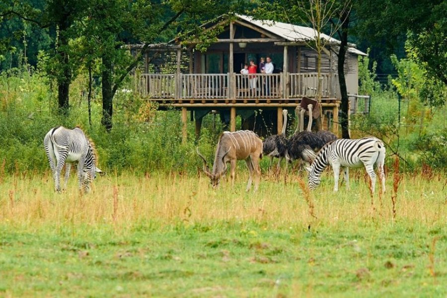 Top 10 des zoos et parcs animaliers en France