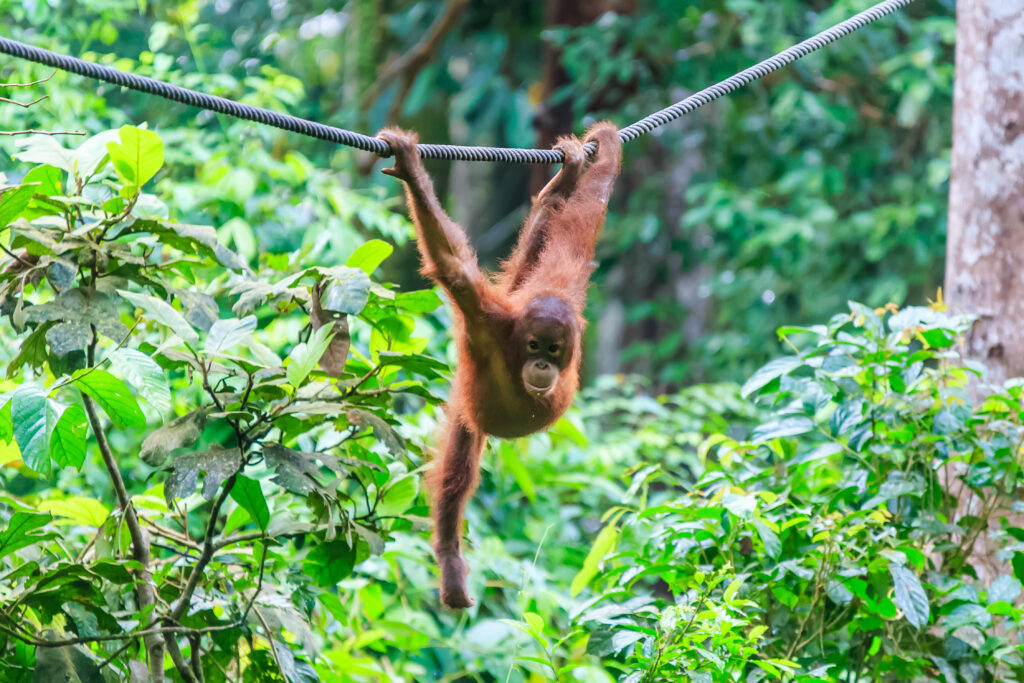 Vallée des singes, Romagne 