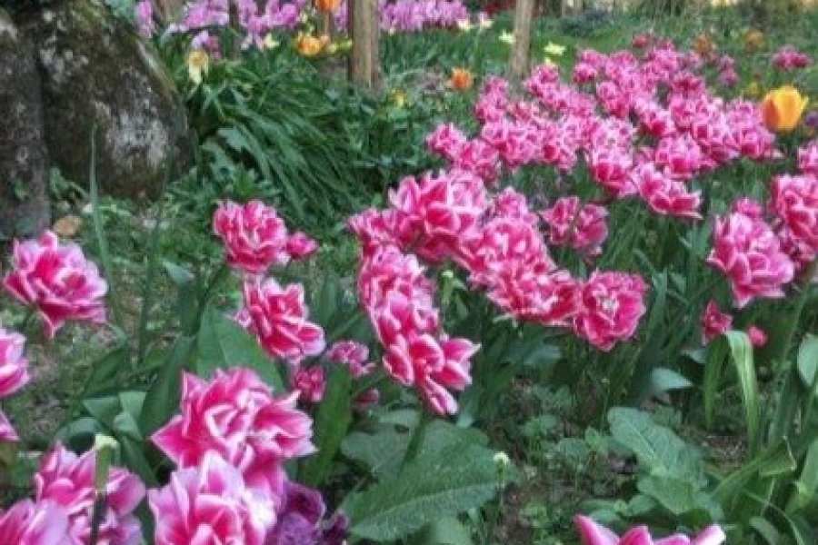 Le Tropical Parc de Saint-Jacut-les-Pins offre des fleurs aux personnes âgées