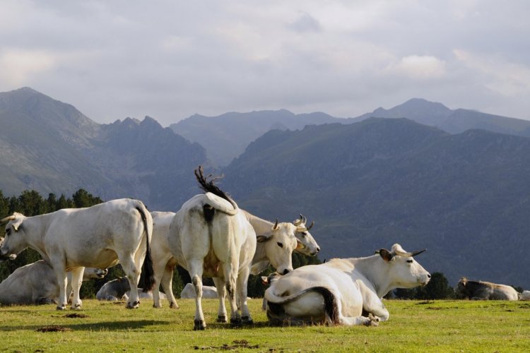 L'Ariège, un exceptionnel patrimoine naturel : Ariège