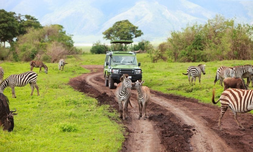 Où faire un safari dans le monde ? Les 6 meilleurs pays pour voir