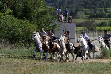 La saison des Abrivados est lancée
