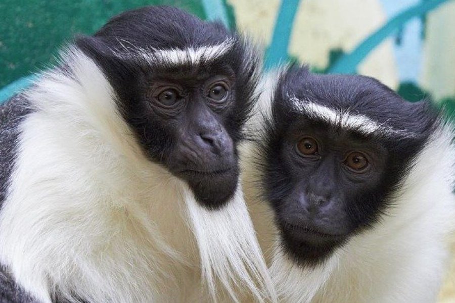 Wild Friday : le Zoo de la Flèche se mobilise pour la protection de la biodiversité
