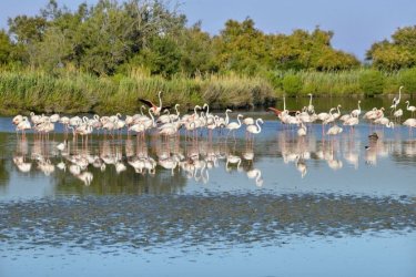 Flamants roses en camargue