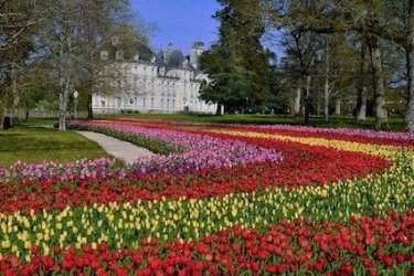 Au Château de Cheverny, 350 000 tulipes pour fêter le printemps
