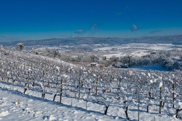 Route des vins du pays de Bade