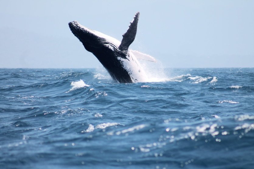 10 places in the world to watch whales : Mayotte