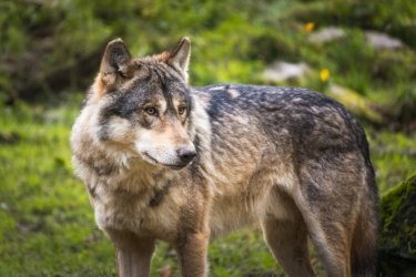 Loup gris d'Europe au parc animalier de Sainte-Croix
