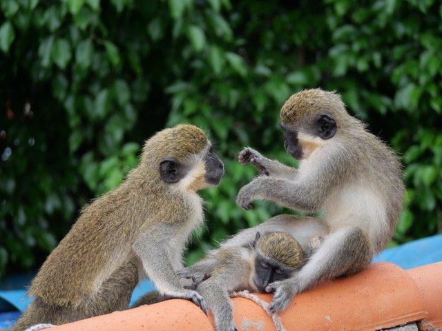 In Cape Verde, Santuario dos macacos de Cabo Verde fights for the ...