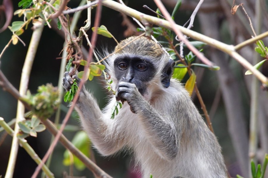 Au Cap-Vert, Santuario dos macacos de Cabo Verde lutte pour la protection des singes verts