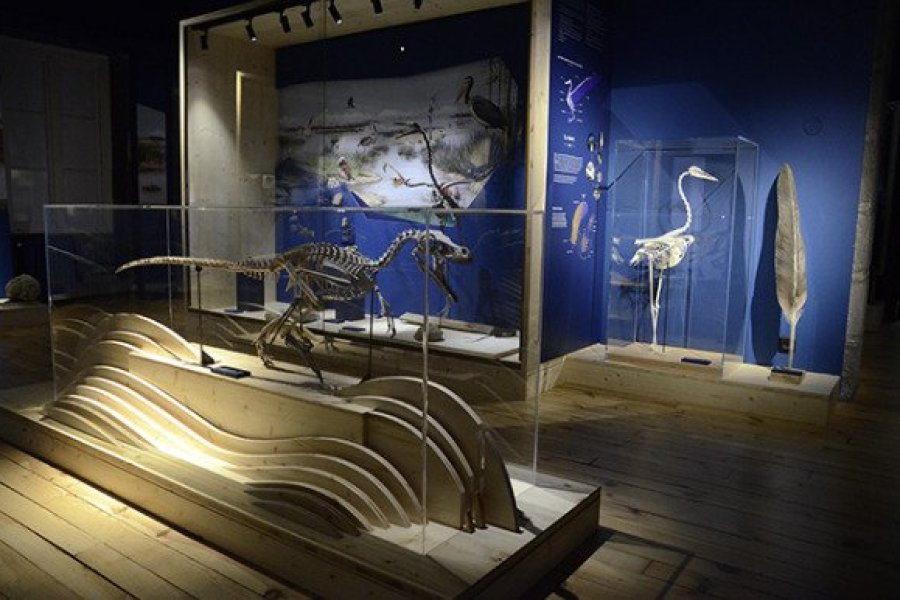 Le muséum Henri-Lecoq a inauguré son nouvel espace paléontologique