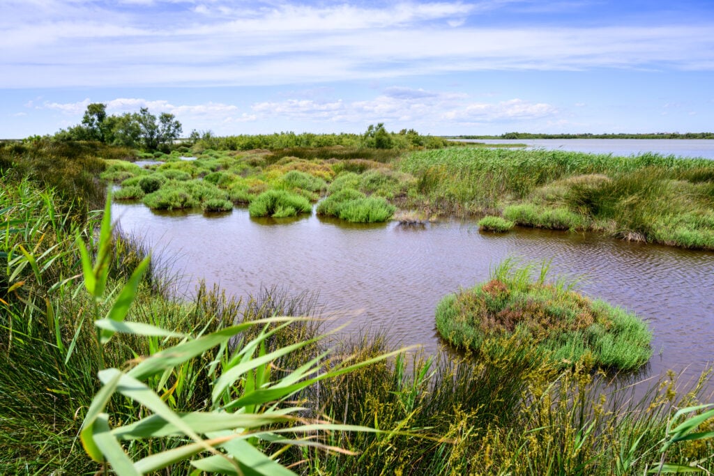 Marais du domaine de la Palissade