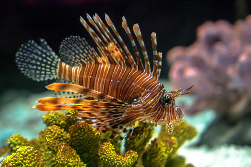 Poisson dans un aquarium 