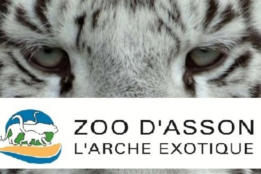 Un tigre blanc pour les 50 ans du zoo d'Asson