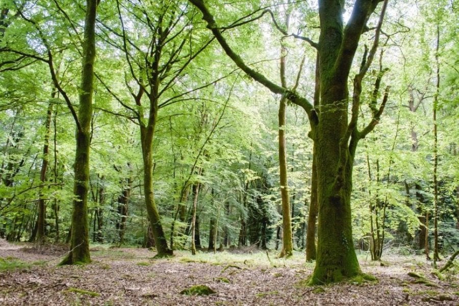 Die schönsten Wälder Frankreichs