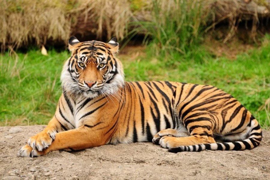 10 wunderschöne, vom Aussterben bedrohte Tiere, die man auf Reisen sehen sollte