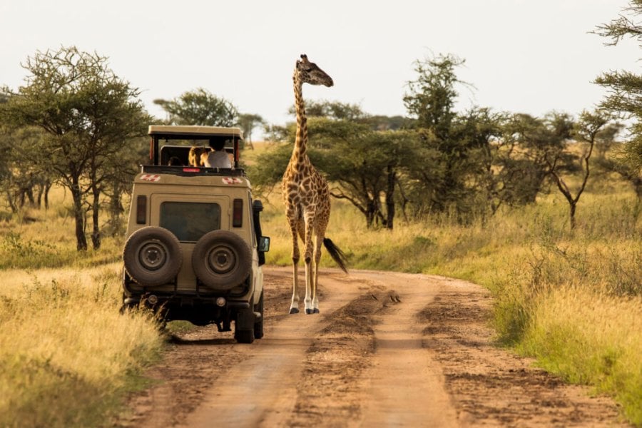 Comment faire un safari en Tanzanie ? Ce qu’il faut savoir