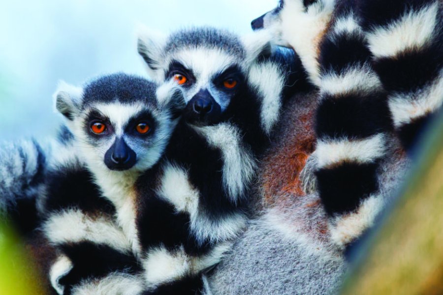 Madagascar 100 % nature, l’île aux 1 000 facettes