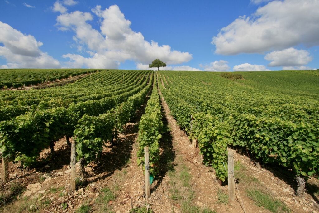 Le vignoble du Gaillac